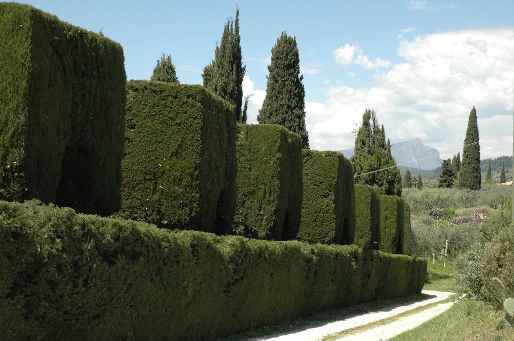 Agriturismo Tenuta La Pergola Bardolino Eksteriør bilde